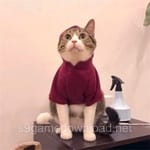 Avatar of Hammad Iqbal